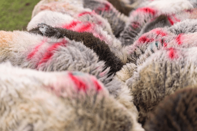 Raw Fleece