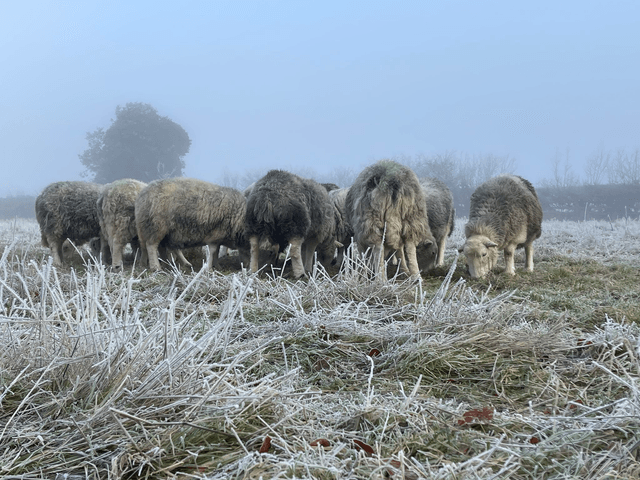 Raw Fleece